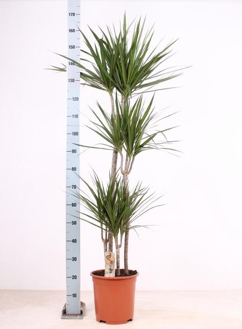 DRA MARGINATA