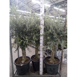Olea europaea