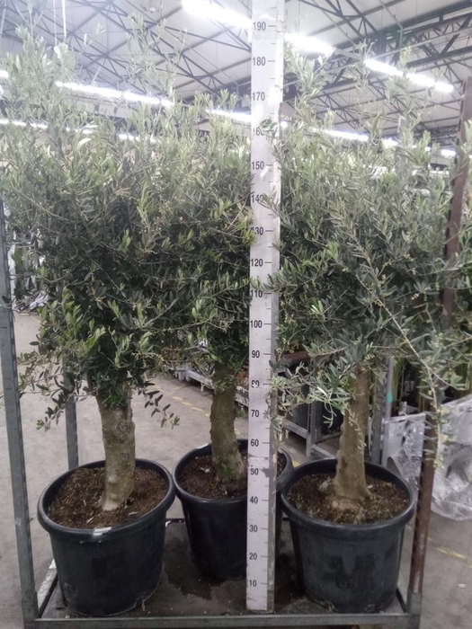 <h4>Olea europaea</h4>