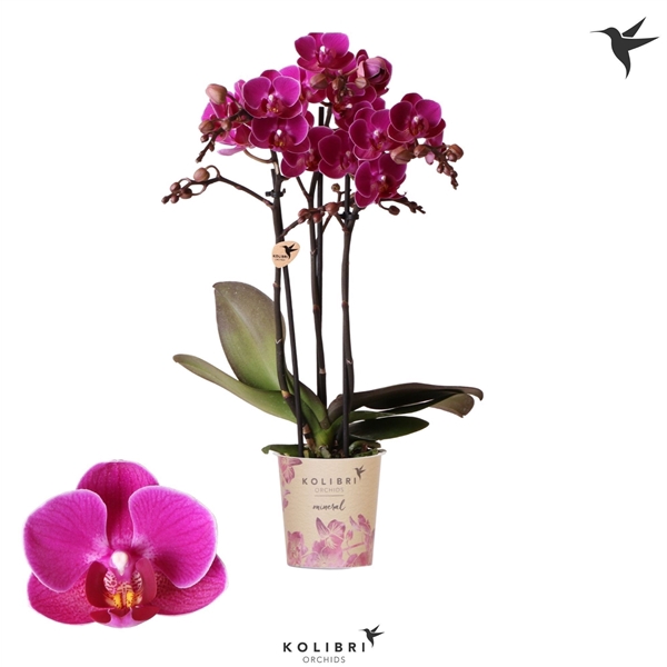 <h4>Kolibri Orchids Phalaenopsis Merida 3 spike</h4>