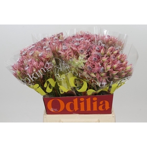 Blushing Bride Ayoba Shooting Star