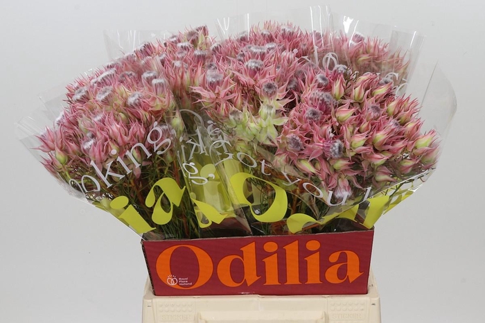 <h4>Blushing Bride Ayoba Shooting Star</h4>