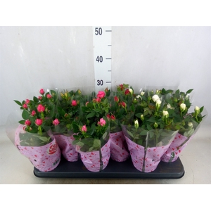 Rosa  'Star Roses'   ...mix