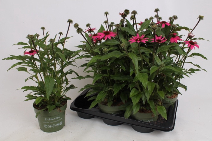 <h4>ECHINA SOMBRERO ROSE</h4>