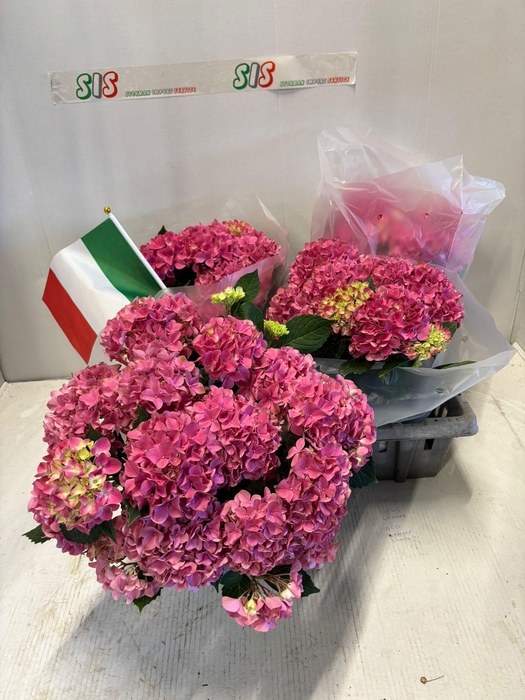 <h4>HYDR M EARLY ROSA</h4>