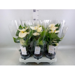 Anthurium andr. 'Cocos'