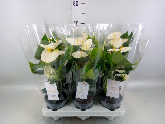 <h4>Anthurium andr. 'Cocos'</h4>