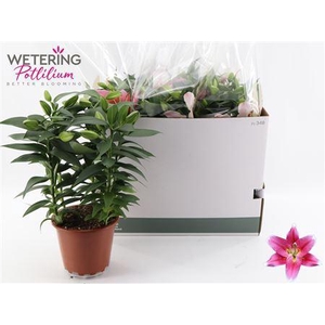 Lil Or Sunny Robyn 5pp Min 12 Bloemen+