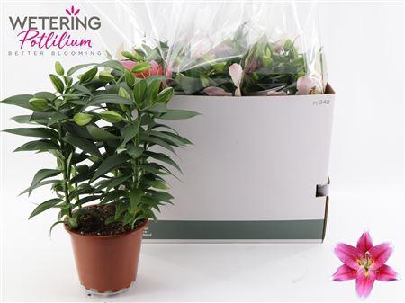 <h4>Lil Or Sunny Robyn 5pp Min 12 Bloemen+</h4>
