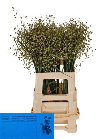 <h4>Siergras Briza Media</h4>