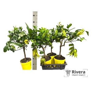 CITR MEDICA DIGITATA