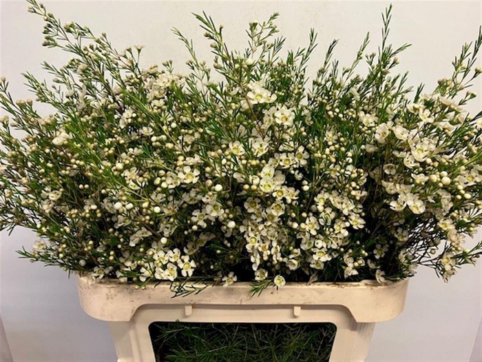 <h4>CHAME UN OFIR</h4>