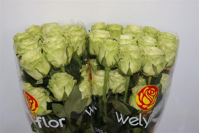 <h4>R Gr Wasabi Ll</h4>