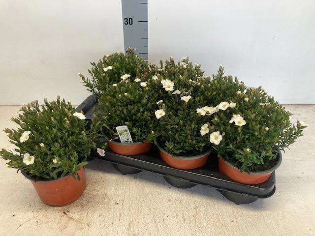 <h4>AREN MONTANA</h4>