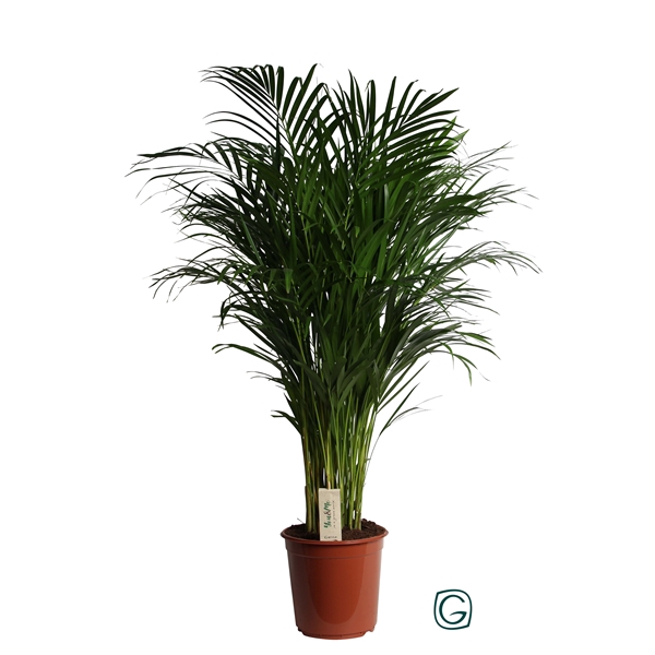 <h4>Dypsis Lutescens (Areca) P24 120</h4>