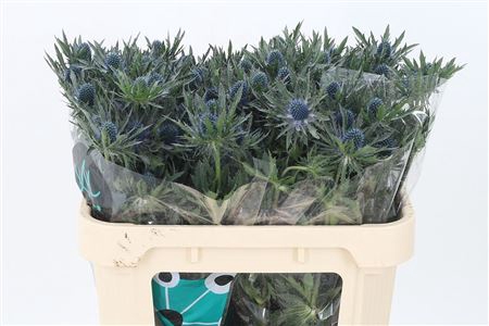 <h4>Eryngium Orion Qstar</h4>