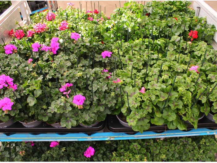 <h4>PEL PELT MIXK</h4>