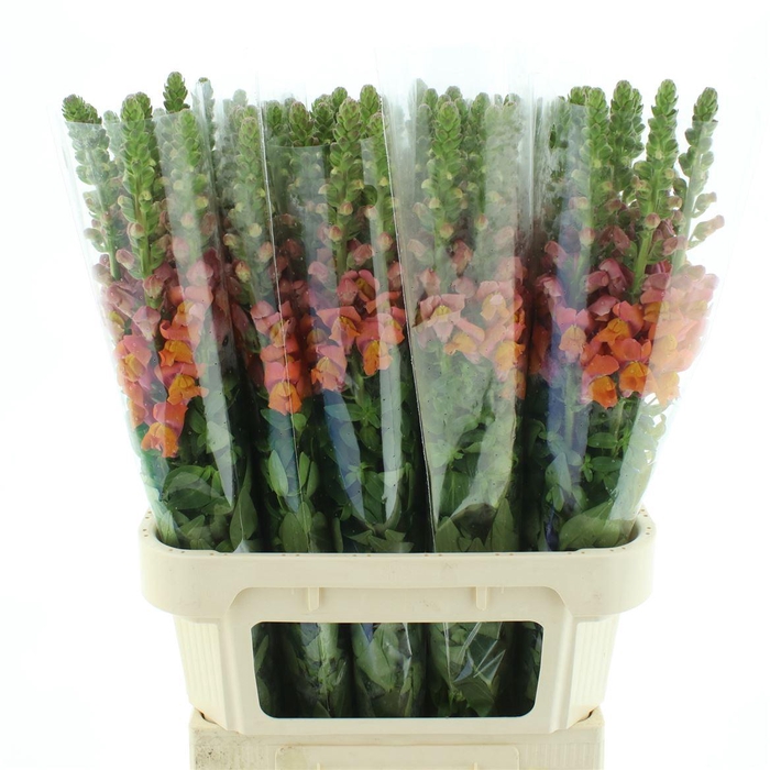 <h4>Antir Op Orange</h4>