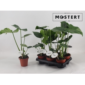 MONSTERA DEL THAI CO