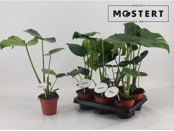 <h4>MONSTERA DEL THAI CO</h4>