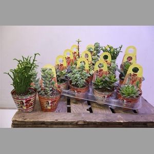 Succ Gem In Hangop Potcover