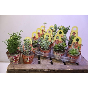 arr8 Succ Gem In Hangop Potcover