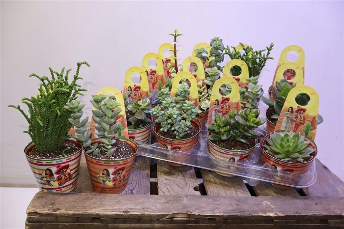 <h4>arr8 Succ Gem In Hangop Potcover</h4>