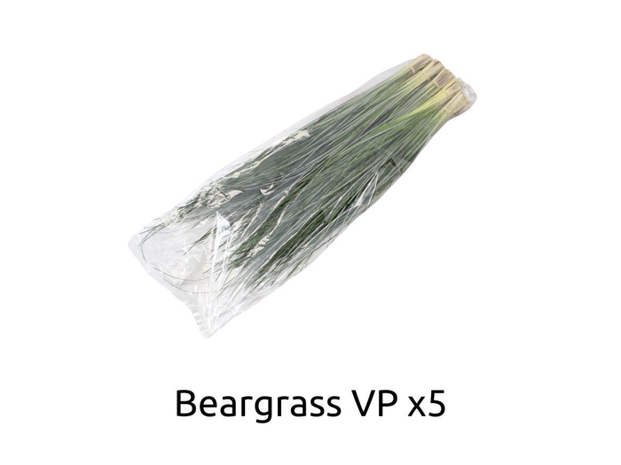 <h4>Beargrass V P X 5</h4>