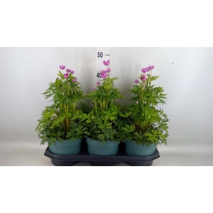 Anemone lesseri 'SpringBeau Pink'