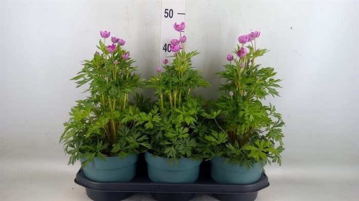 <h4>Anemone lesseri 'SpringBeau Pink'</h4>