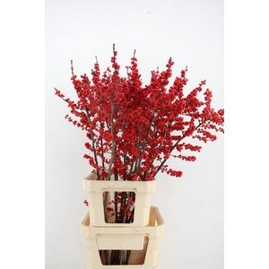 ILEX VE RODE BES 140CM A2