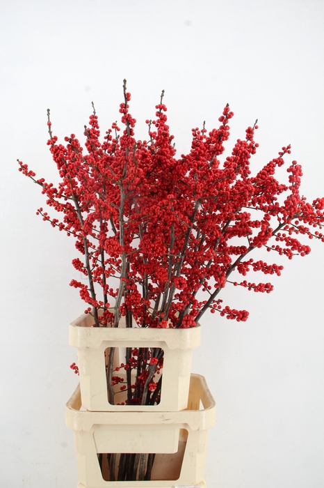 <h4>ILEX VE RODE BES 140CM A2</h4>