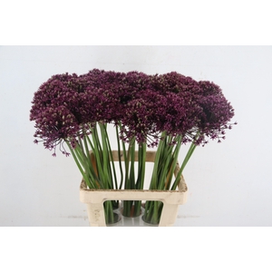 ALLIUM  MIAMI
