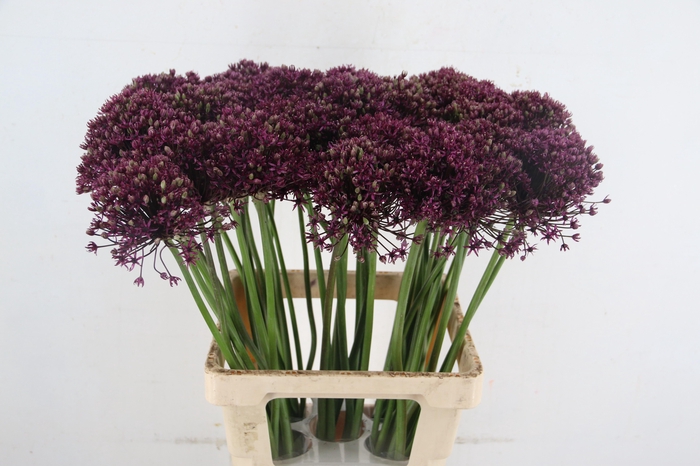 <h4>ALLIUM MIAMI</h4>