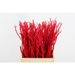 Mitsumata Flock Red Bs(10)