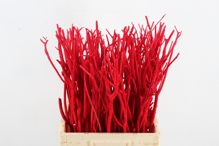 <h4>Mitsumata Flock Red Bs(10)</h4>