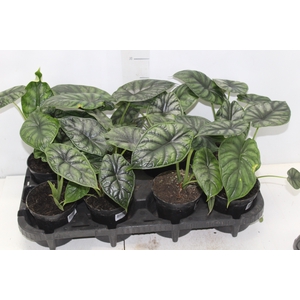 ALOCASIA DRAGON SCALE P12