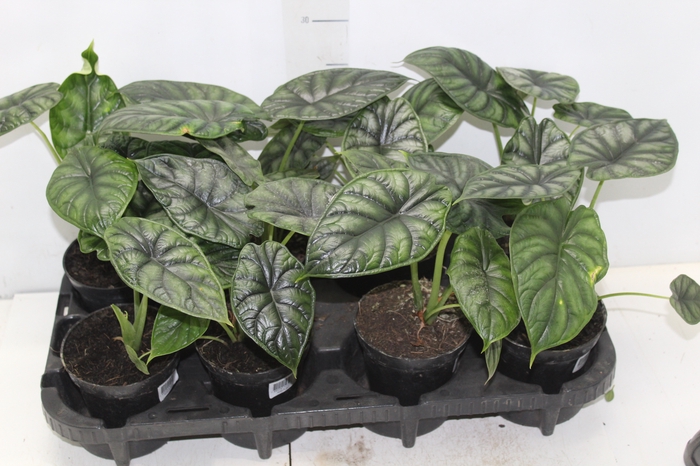 <h4>ALOCASIA DRAGON SCALE P12</h4>