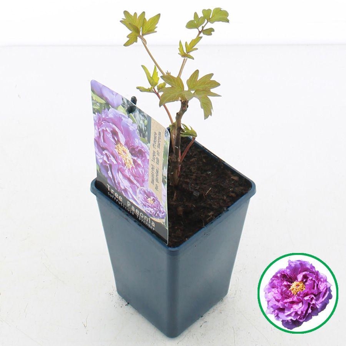 <h4>Paeonia suffruticosa Lavender C1.5 (15cm.)</h4>
