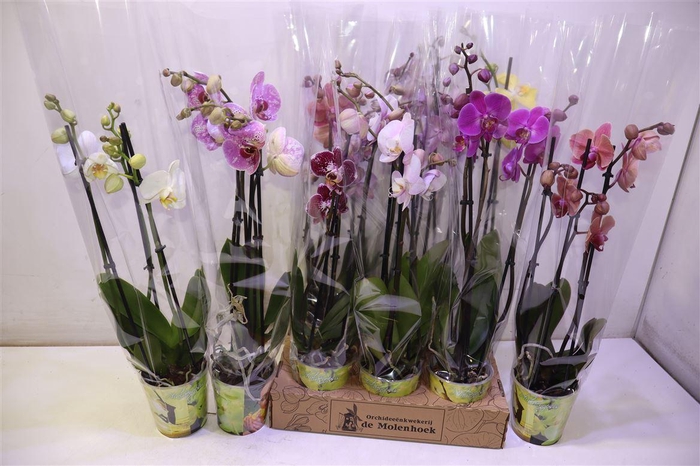 <h4>arr8 Phal Gem 4 Kl</h4>