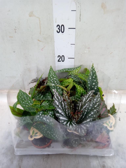 <h4>Begonia BD ...</h4>