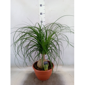 Beaucarnea recurvata