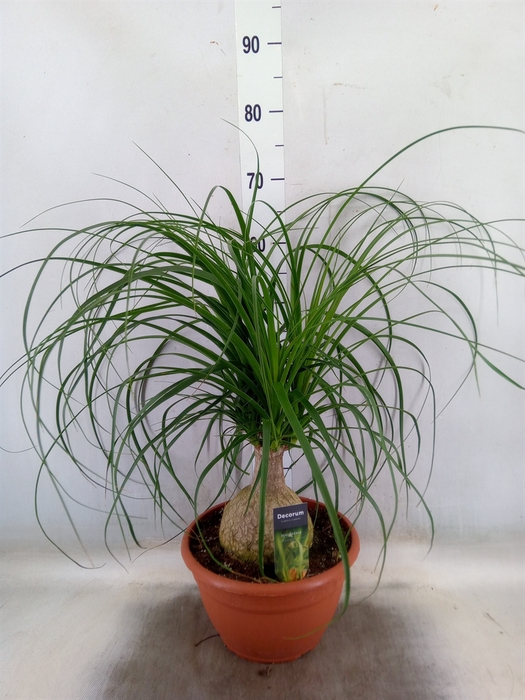 <h4>Beaucarnea recurvata</h4>