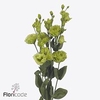 Lisianthus do rosanne emerald