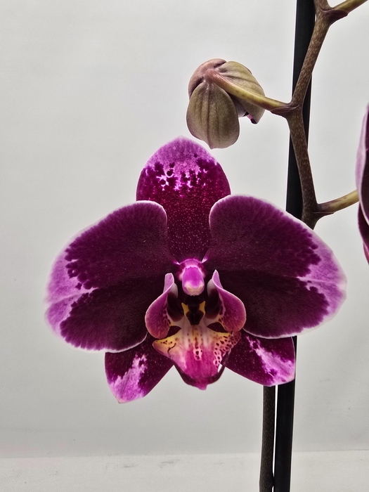 <h4>Limited 05 week 15</h4>