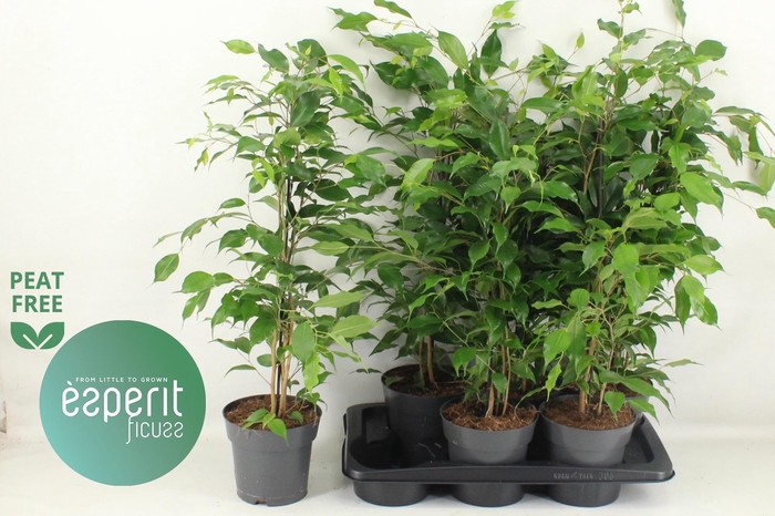 <h4>FIC BE DANITA</h4>