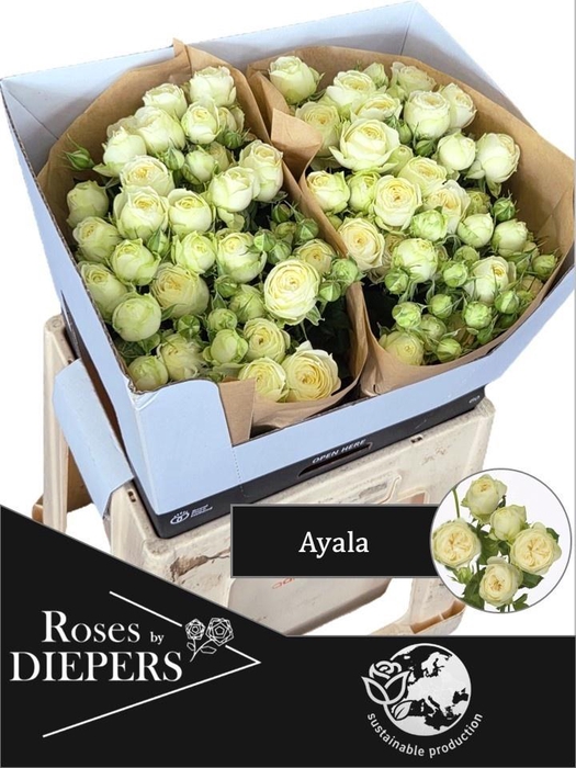 <h4>R TR AYALA!</h4>