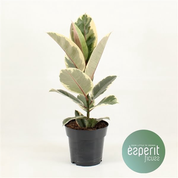 <h4>Ficus elastica Tineke</h4>