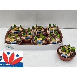 ** Hyacin White Pearl Schaal * Spring Deal*