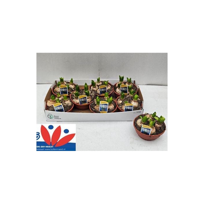 <h4>** Hyacin White Pearl Schaal ** Winter Promo **</h4>